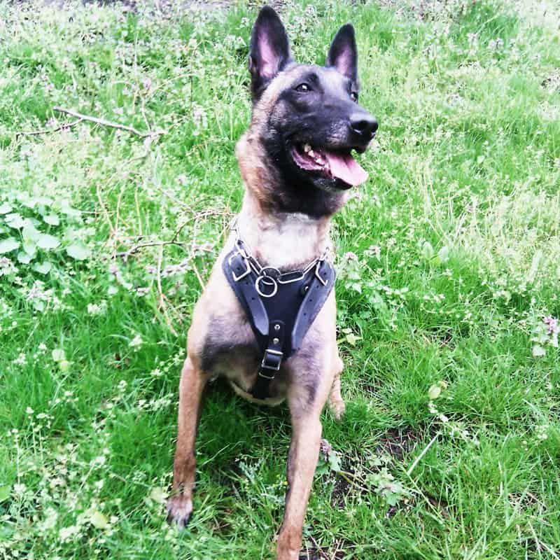 Шлейка для рабочих собак породы малинуа бельгийская овчарка «Working Dog»